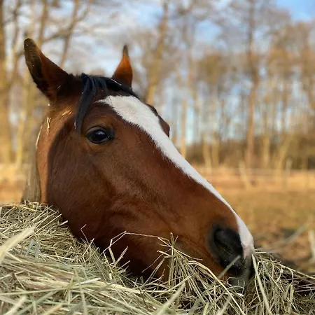 Inglotowka Wolow (Wolow)