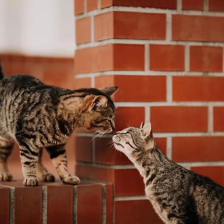 Inglotowka Wolow (Wolow)