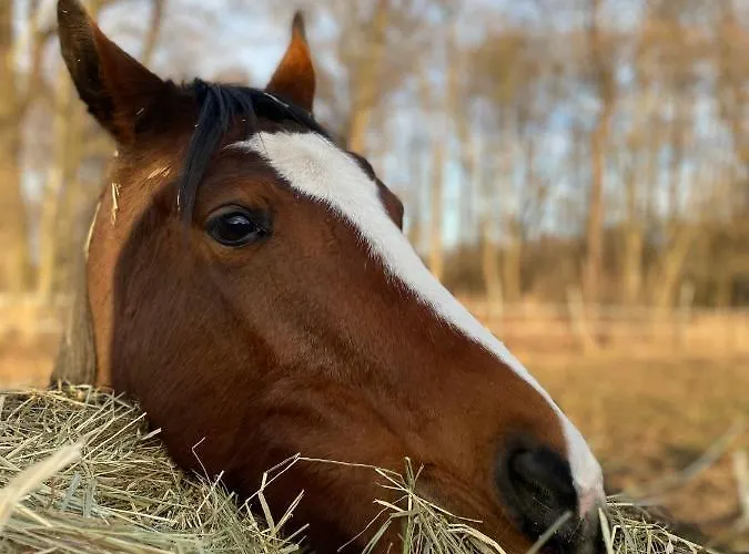 Inglotówka Wolow (Wolow)