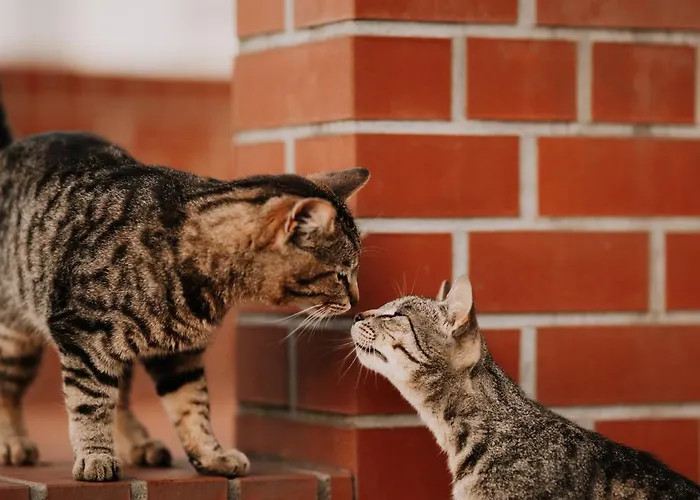 Inglotowka Wolow (Wolow)